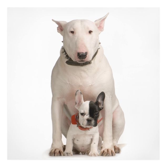 Pies obraz Bull Terrier i przyjaciel