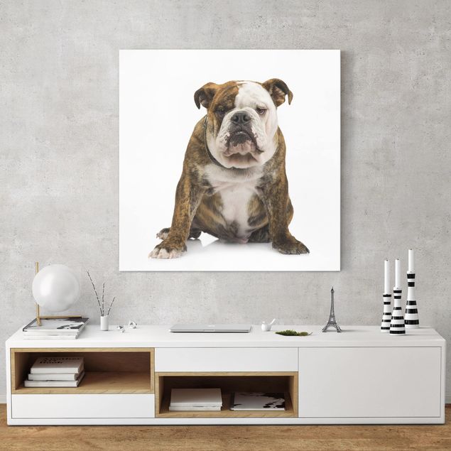 Obrazy nowoczesne Bulldog