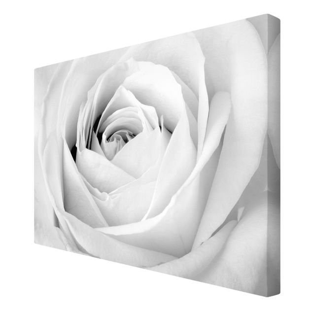 Obrazy kwiatowe Róża z bliska