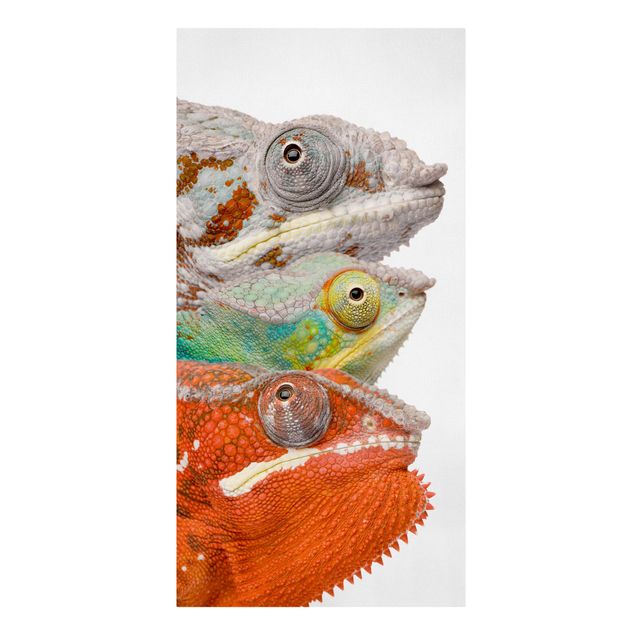 Obrazy na płótnie zwierzęta Kolorowy kameleon