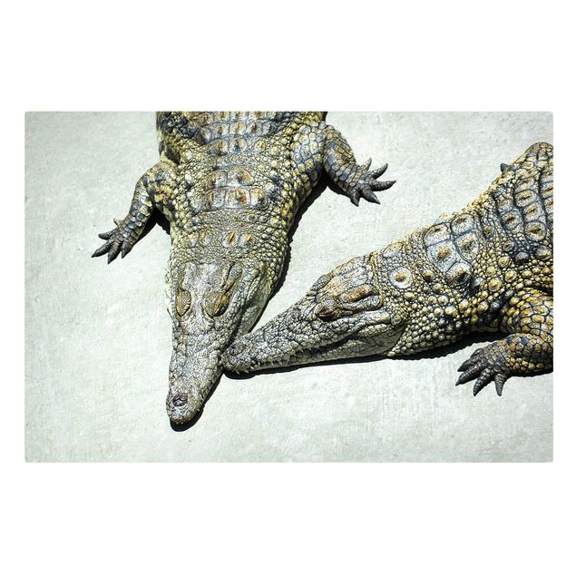 Obrazy na płótnie zwierzęta Romans krokodyla