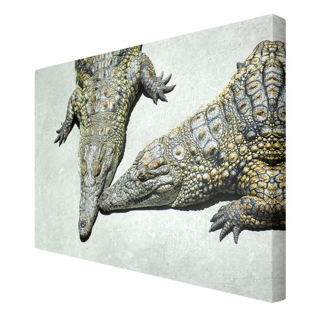Obrazy Romans krokodyla
