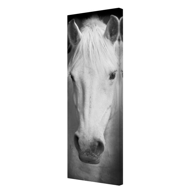 Obrazy na płótnie zwierzęta Marzenie o koniu