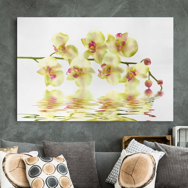 Obrazy do salonu Kremowe wody orchidei