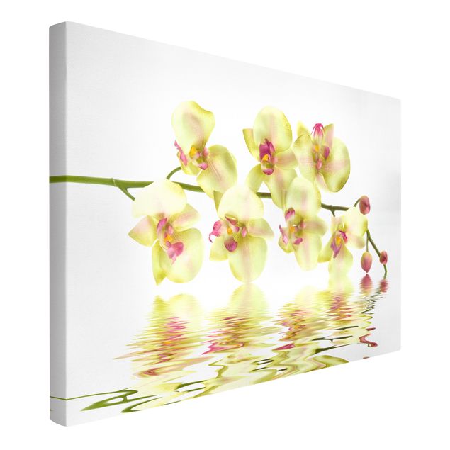 Obrazy na płótnie orchidea Kremowe wody orchidei