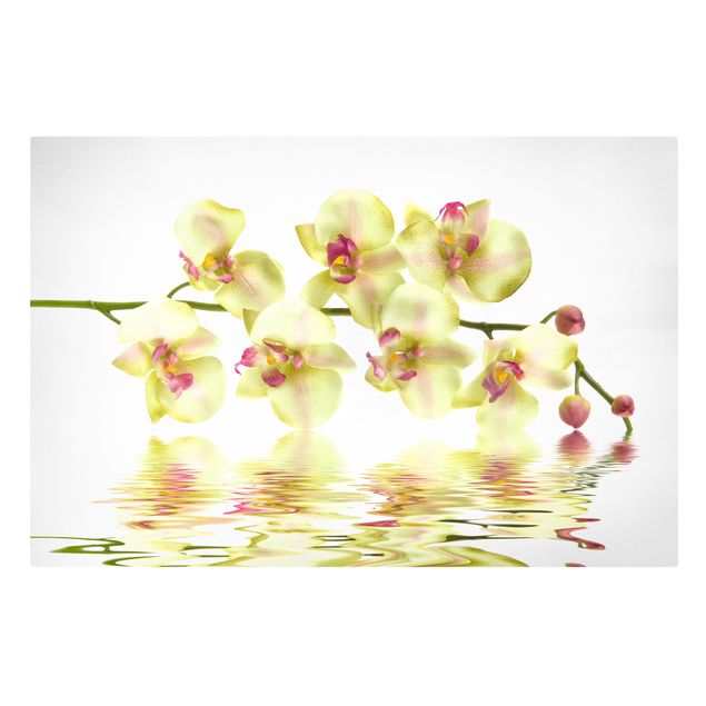 Dekoracja do kuchni Kremowe wody orchidei