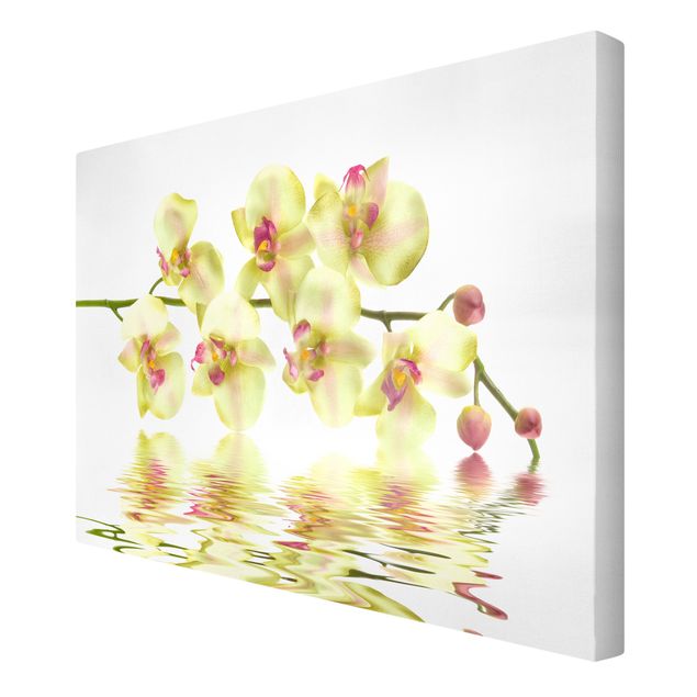 Obrazy kwiatowe Kremowe wody orchidei