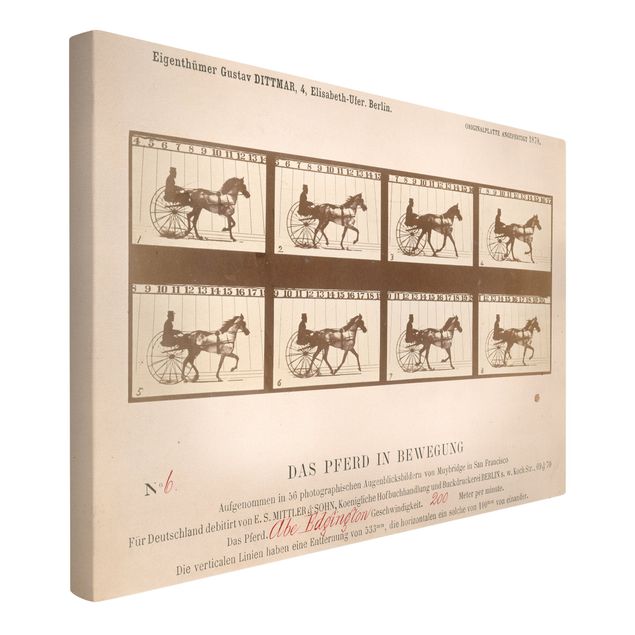 Obrazy zwierzęta Eadweard Muybridge - Koń w ruchu