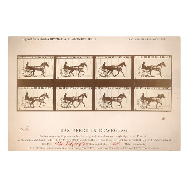 Obrazy vintage Eadweard Muybridge - Koń w ruchu