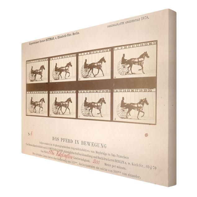 Obrazy retro Eadweard Muybridge - Koń w ruchu