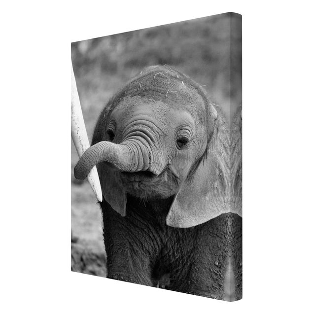 Czarno białe obrazy Baby słoń
