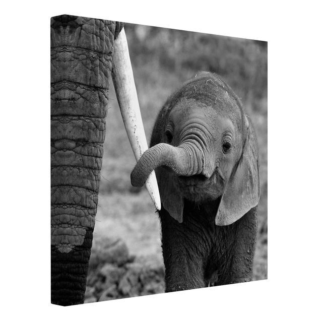 Obrazy zwierzęta Baby słoń
