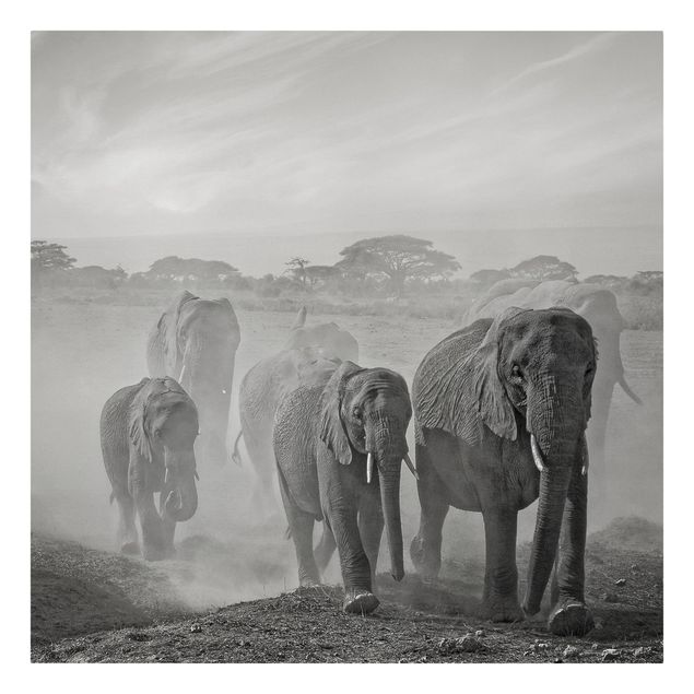 Zwierzęta obrazy Stado słoni