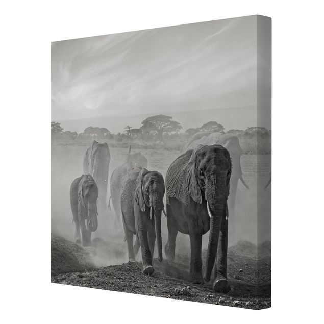 Słoń obraz Stado słoni