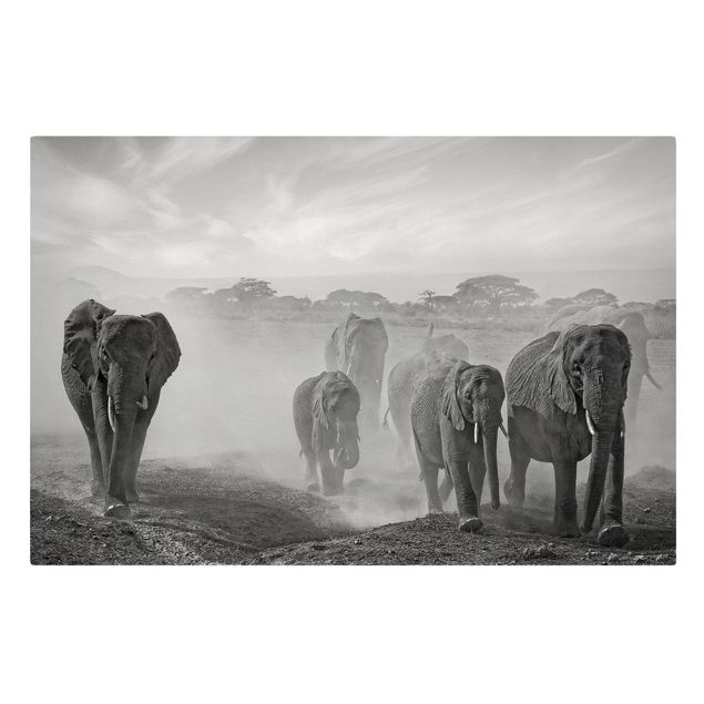 Zwierzęta obrazy Stado słoni