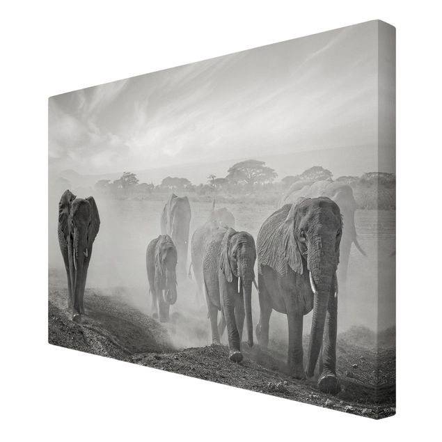 Słoń obraz Stado słoni