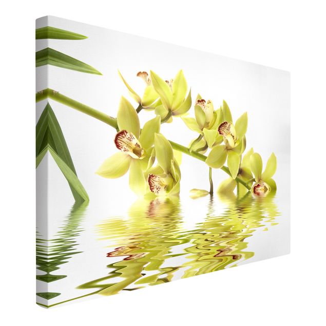 Obrazy na płótnie orchidea Eleganckie wody orchidei