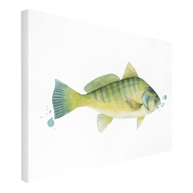 Ryby obrazy Złapanie koloru - okoń rzeczny