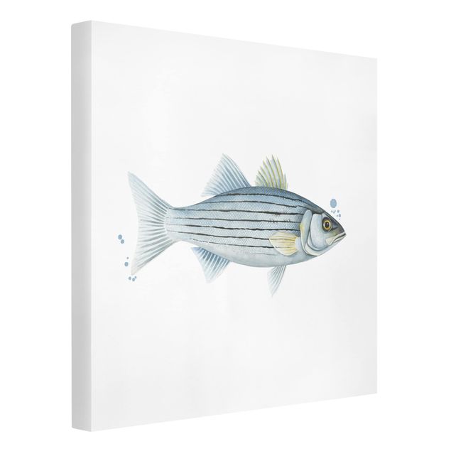 Ryby obrazy Złapanie koloru - biały okoń