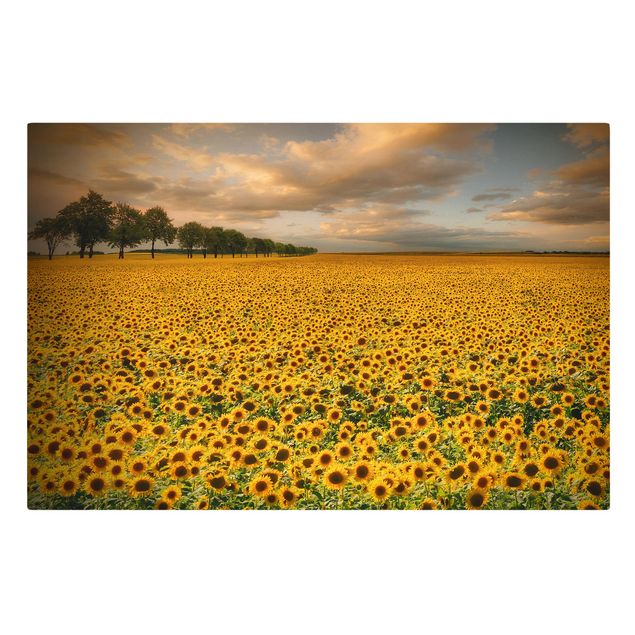 Obrazy na ścianę krajobrazy Pole z słonecznikami