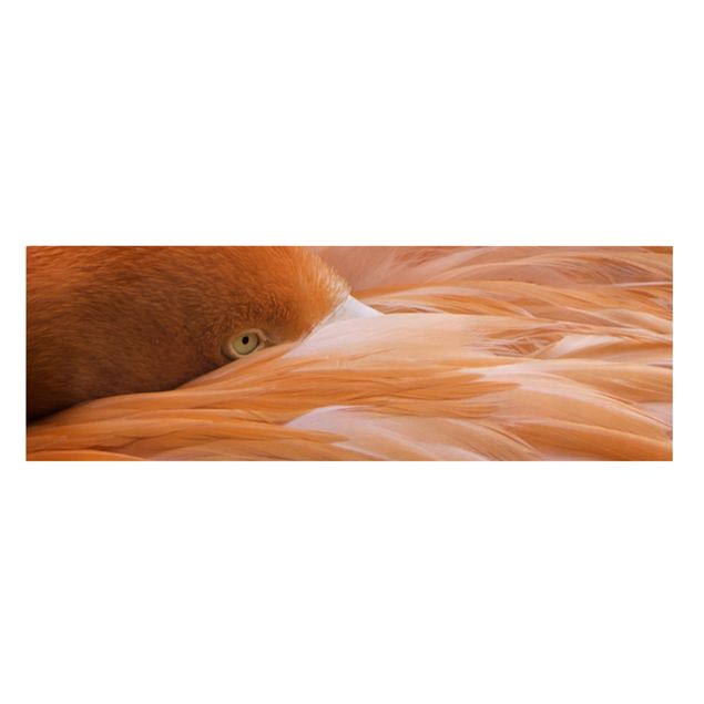 Pióro obraz Pióra flaminga