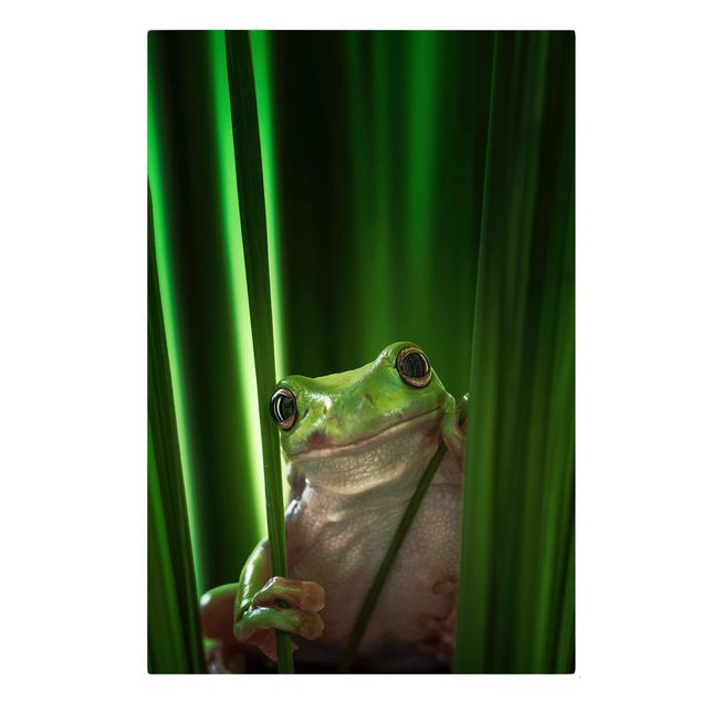 Obrazy na płótnie zwierzęta Wesoła żaba