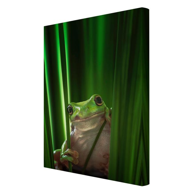 Obrazy na ścianę Wesoła żaba