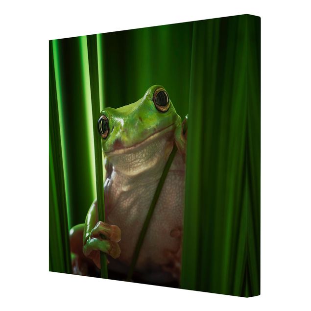 Obrazy na ścianę Wesoła żaba