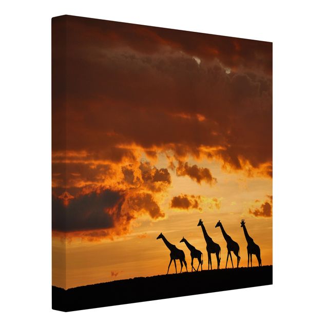 Obrazy krajobraz Pięć żyraf