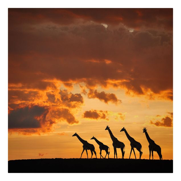 Obrazy zwierzęta Pięć żyraf
