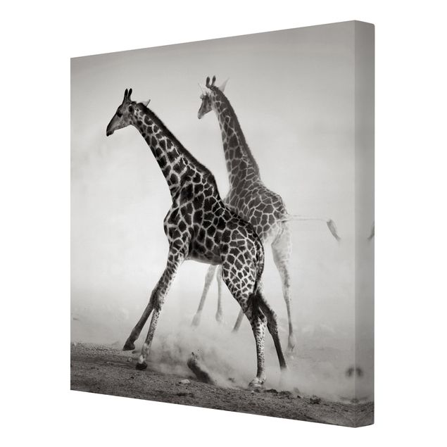 Czarno białe obrazy Polowanie na żyrafę