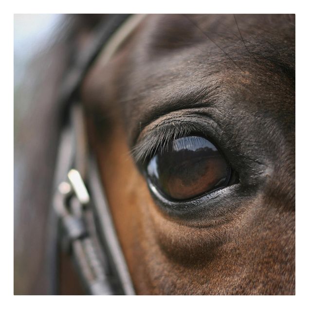 Obraz konie na płótnie Horse Eye Nr 3