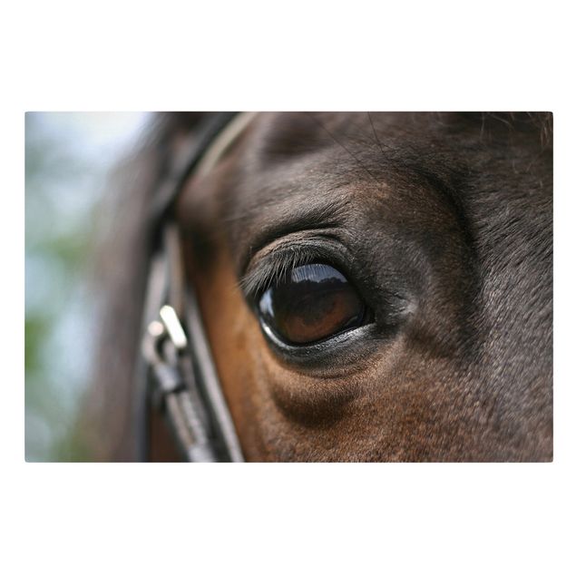 Obraz na płótnie konie Końskie oko