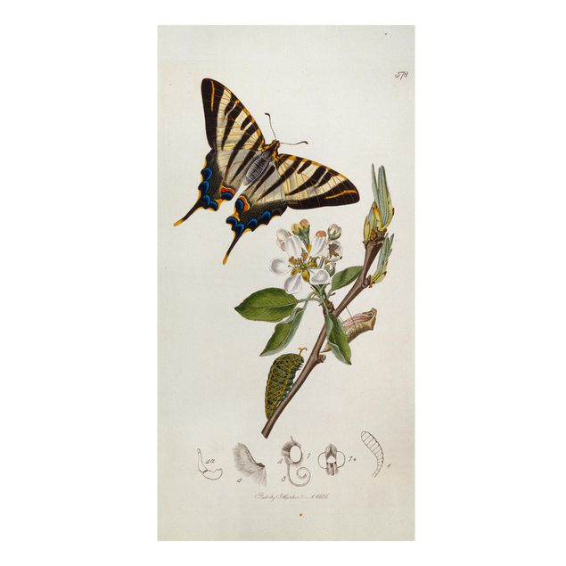Obrazy z motywem kwiatowym John Curtis - Rzadki jaskółczy ogon