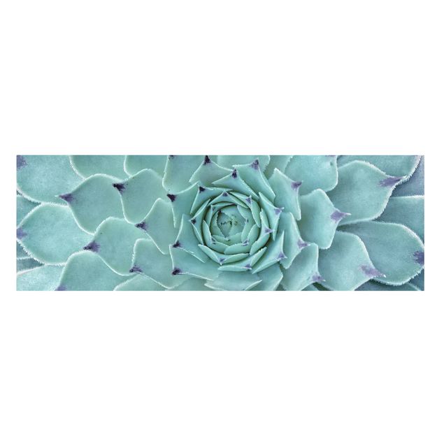 Obrazy motywy kwiatowe Kaktus Agawa