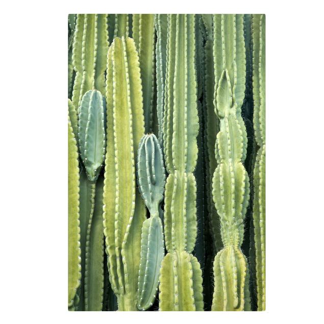 Obrazy z motywem kwiatowym Ściana kaktusów