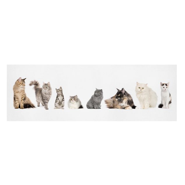 Obraz kota na płótnie Gang kotów