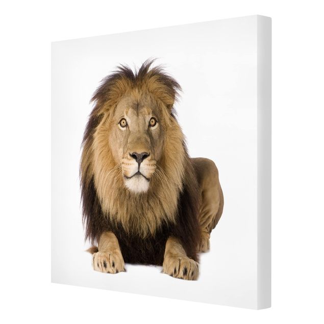 Obrazy lwa na płótnie Król Lew II