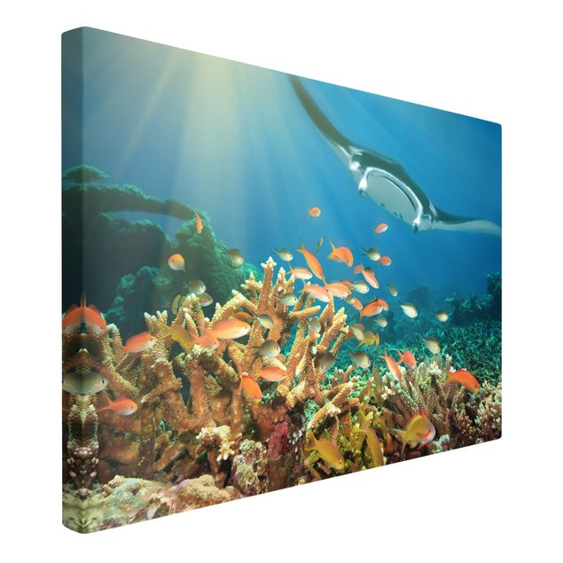Obrazy morze Refa koralowa