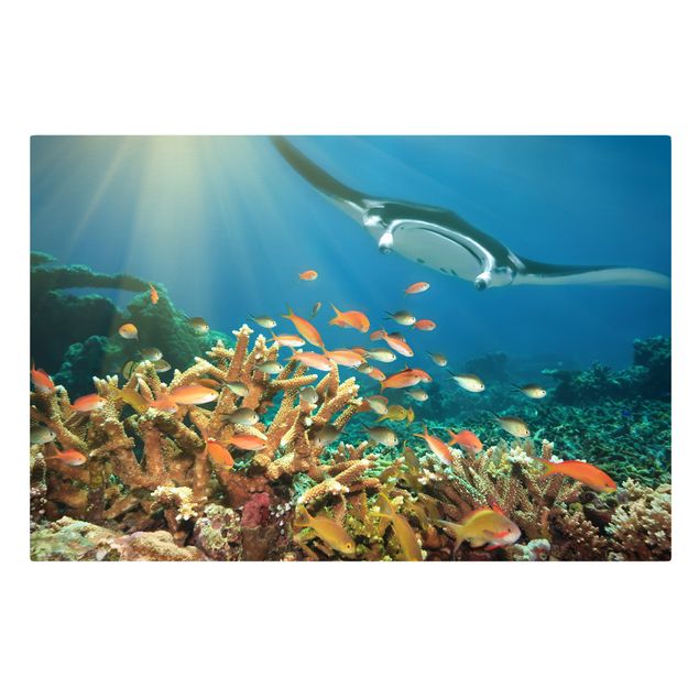 Obrazy krajobraz Refa koralowa