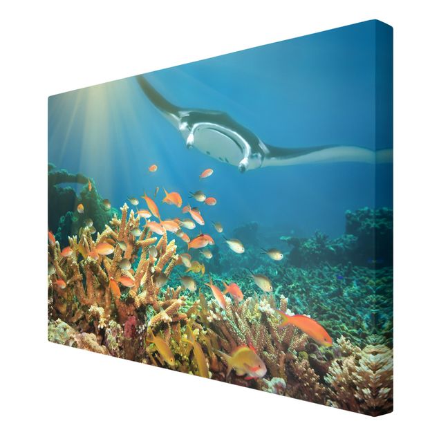 Obrazy zwierzęta Refa koralowa
