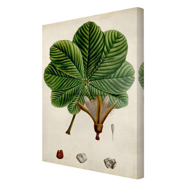 Zielony obraz Tablica poglądowa drzew liściastych II