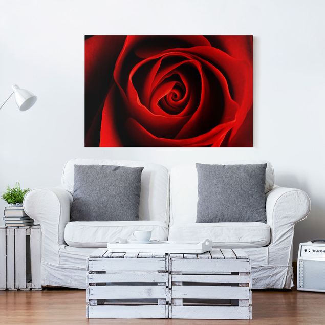 Obrazy na płótnie róże Piękna róża