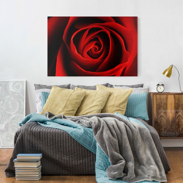 Obrazy do salonu nowoczesne Piękna róża