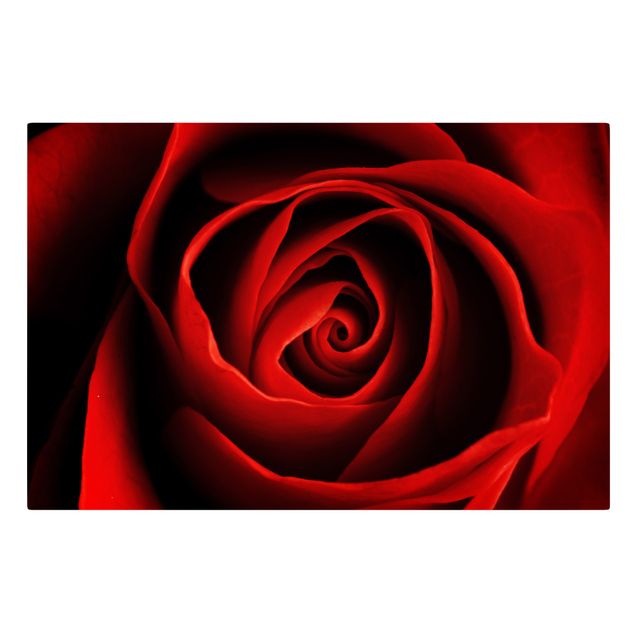Czerwony obraz Piękna róża