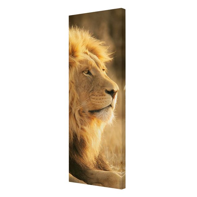 Obrazy Afryka Król lew