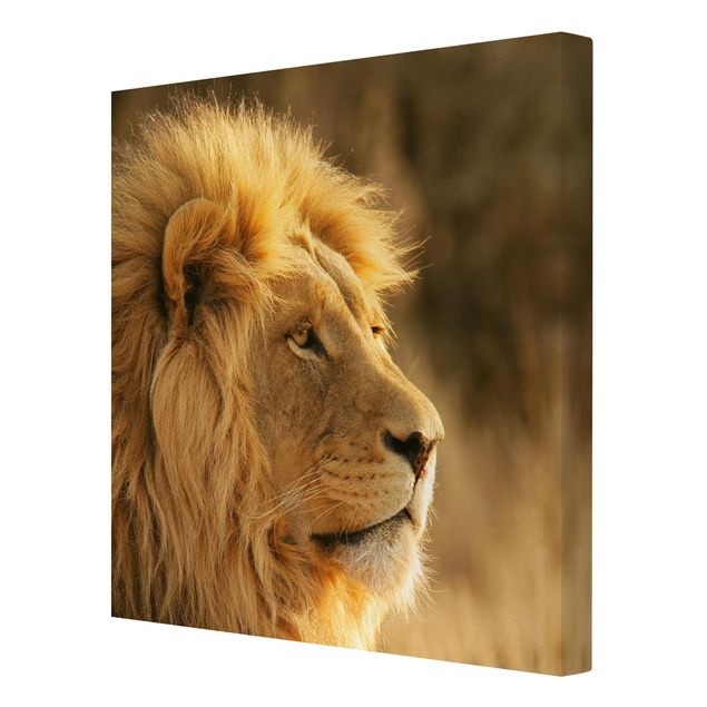 Obrazy Afryka Król lew