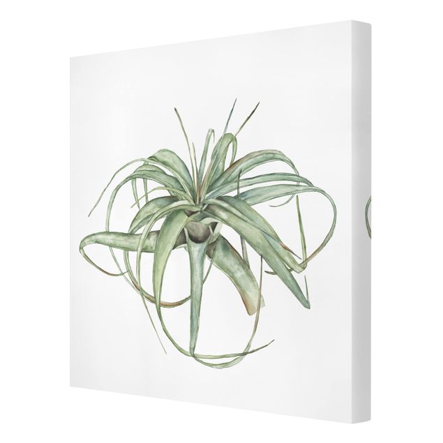 Obrazy drukowane na płótnie Akwarela z roślinami powietrznymi I
