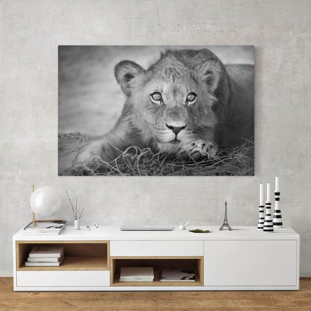 Obrazy do salonu Czające się lwiątko