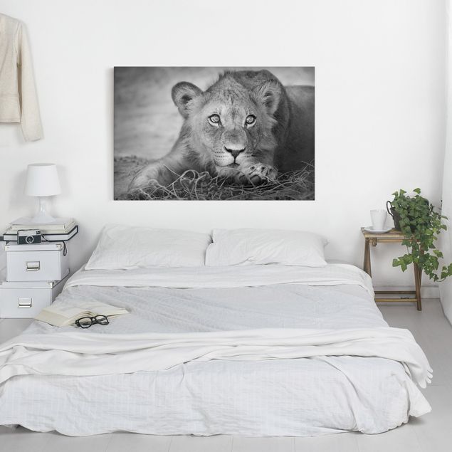 Obrazy nowoczesne Czające się lwiątko